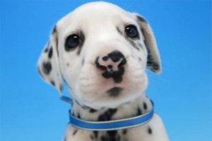 大麦町犬幼犬标准