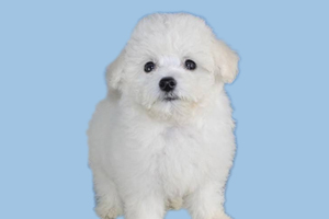 比熊什么时候换牙