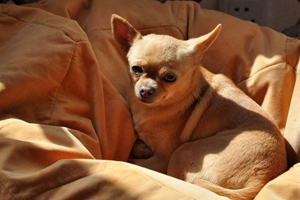 冬天吉娃娃怕冷怎么办