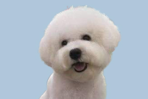 比熊的缺点和优点是什么