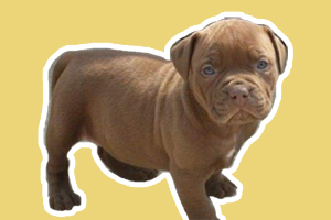 比特犬小时候吃什么