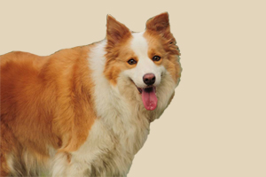 边境牧羊犬有什么缺点