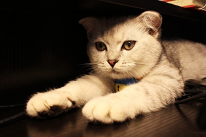 小猫冬天洗澡注意事项有哪些