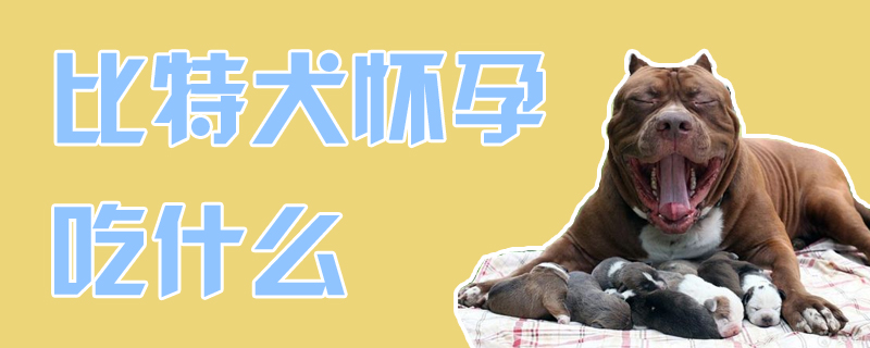 比特犬懷孕吃什麼