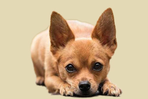 小鹿犬可以吃什么水果