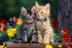 猫咪不肯用猫砂怎么办