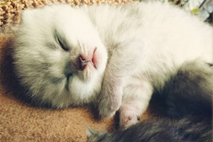 小奶猫什么时候睁眼睛