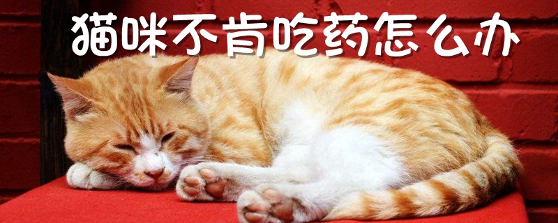 貓咪不肯吃藥怎麼辦