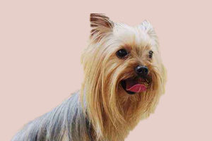 约克夏吃什么对毛发好