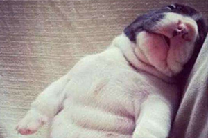 小奶狗怎么看公母