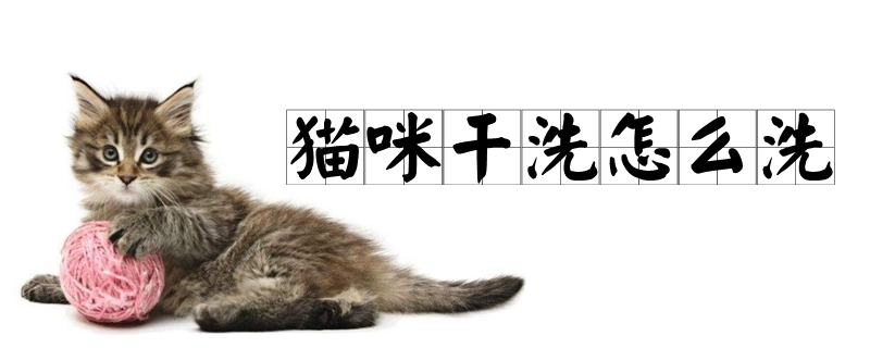 猫咪干洗怎么洗