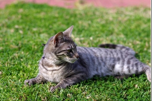 猫咪干洗怎么洗