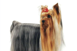 约克夏可以吃什么水果