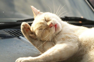 小猫不肯吃猫粮怎么办