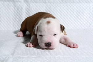 刚出生的狗狗怎么喂养