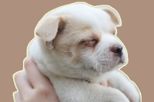 小奶狗吃撑了怎么办