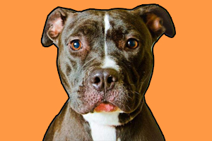 比特犬冬天怎么养