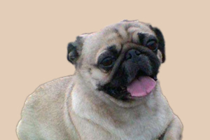 巴哥犬的优缺点是什么