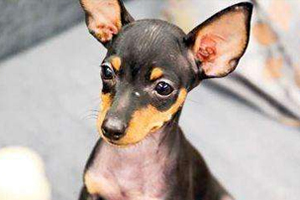 小鹿犬怎么看品相