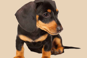 腊肠狗吃什么好