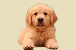 金毛的特点是什么