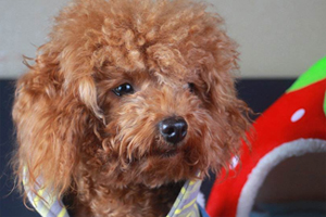 泰迪冬天洗澡注意事项