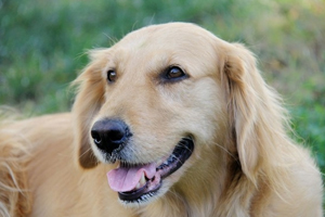 金毛的缺点是什么