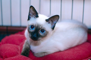 暹罗猫吃什么对毛发好