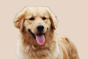 金毛的毛怎么打理