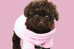 泰迪冬天怎么养