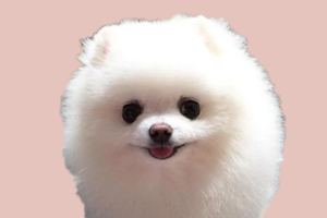 博美狗怎么喂养