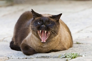 暹罗猫毛发怎么护理