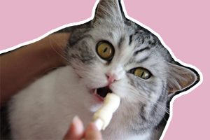 猫猫口臭怎么办