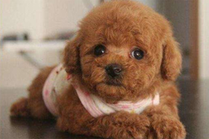 泰迪冬天怎么遛狗