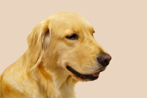 金毛有什么缺点