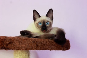 暹罗猫毛发黄怎么办