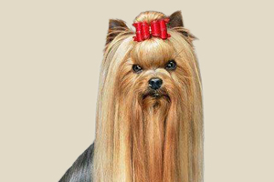 约克夏喜欢吃什么