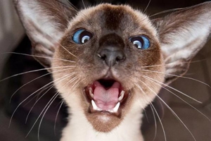 暹罗猫身上臭怎么除