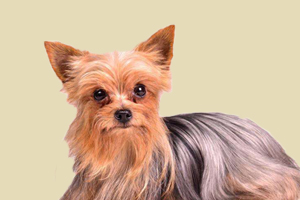 约克夏不能吃什么