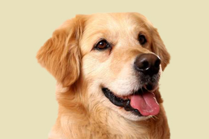 金毛有什么特点