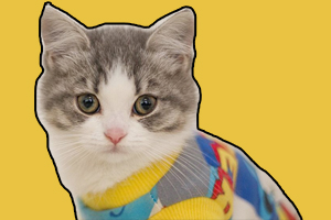 养小猫的注意事项