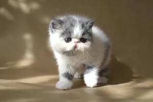 加菲猫不吃猫粮怎么办