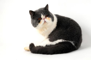 加菲猫不吃东西怎么办