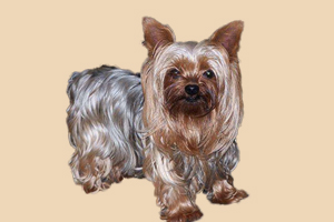 约克夏不吃狗粮怎么办