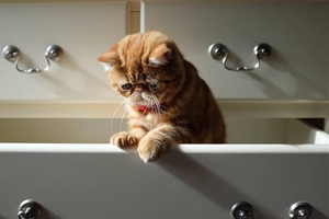 加菲猫如何喂养