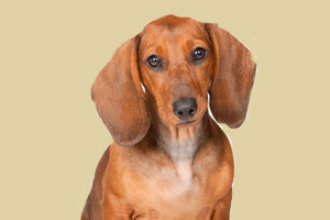 腊肠狗怎么看年龄