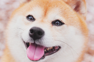 柴犬的毛如何护理