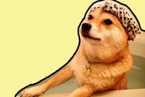 柴犬毛硬怎么办