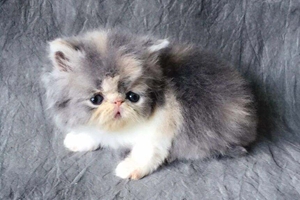 加菲猫怎么护理毛发