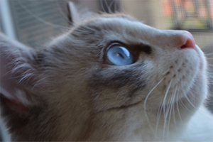 布偶猫毛怎么打理